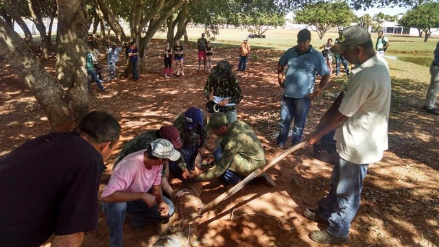 Técnico explica procedimento para retirada dos jacarés da Lagoa Maior Jacarés capturados na Lagoa maior serão trasferidos para reserva natural em Brasilândia