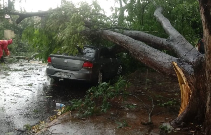 Tempestade destrói casas e carros em Costa Rica e Chapadão do Sul Árvore atingiu veículos em Costa Rica. Foto: MS Todo Dia