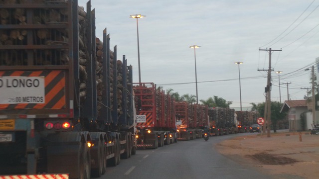 Na Ranulpho Marques Leal (BR 262) a fila de carretas com eucaliptos é extensa (Foto: Ricardo Ojeda)  