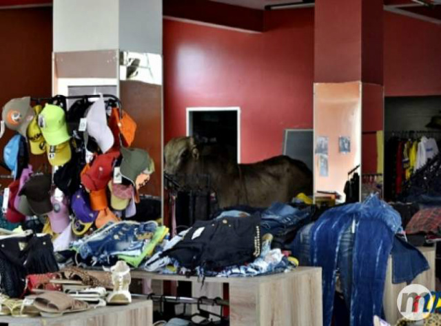 Boi anda pelo centro de Sonora e dá prejuízo em loja após fugir de caminhão O boi ficou por quase uma hora no local até ser contido por moradores (Foto: Idest/Midiamax)
