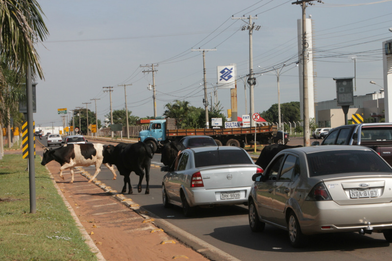 Animais na pista prejudicam trânsito em rodovia e preocupa PRF O tráfego no trecho urbano da BR-262 ficou praticamente paralisado pela presença das vacas na pista (Foto: Ricardo Ojeda)