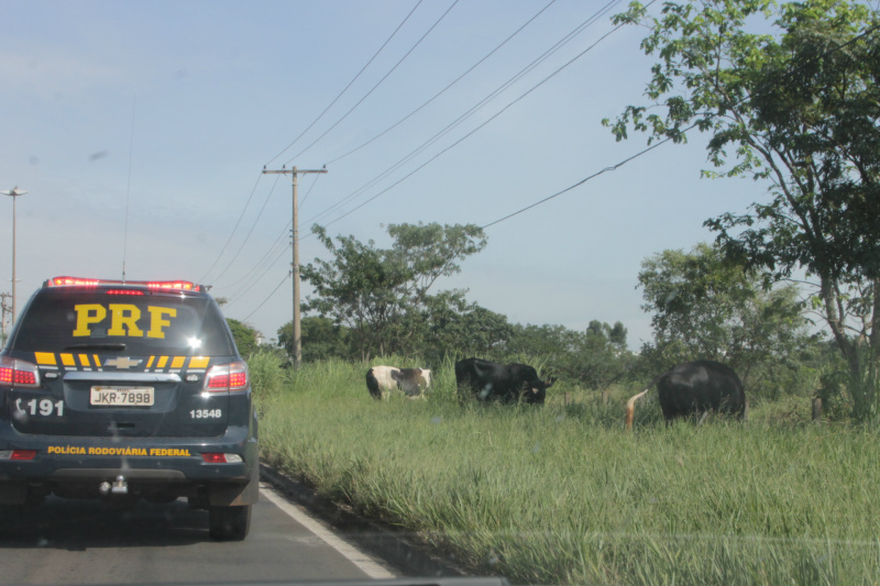Animais na pista prejudicam trânsito em rodovia e preocupa PRF Alertados por motoristas, equipe da PRF foi até onde estavam as vacas e tentaram apreender os animais (Foto: Ricardo Ojeda)