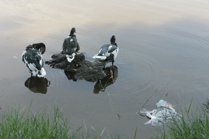 Aves e outros exemplares da fauna, convivem com a sujeira dentro da lagoa (Foto: Ricardo Ojeda)