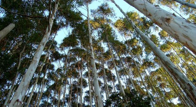 Diretor da Painel Florestal concorda que “Três Lagoas é maior que a crise” O Estado tem 800 mil hectares de árvores plantadas e Três Lagoas ponteia esse cenário de desenvolvimento (Foto: Ambiente Global)