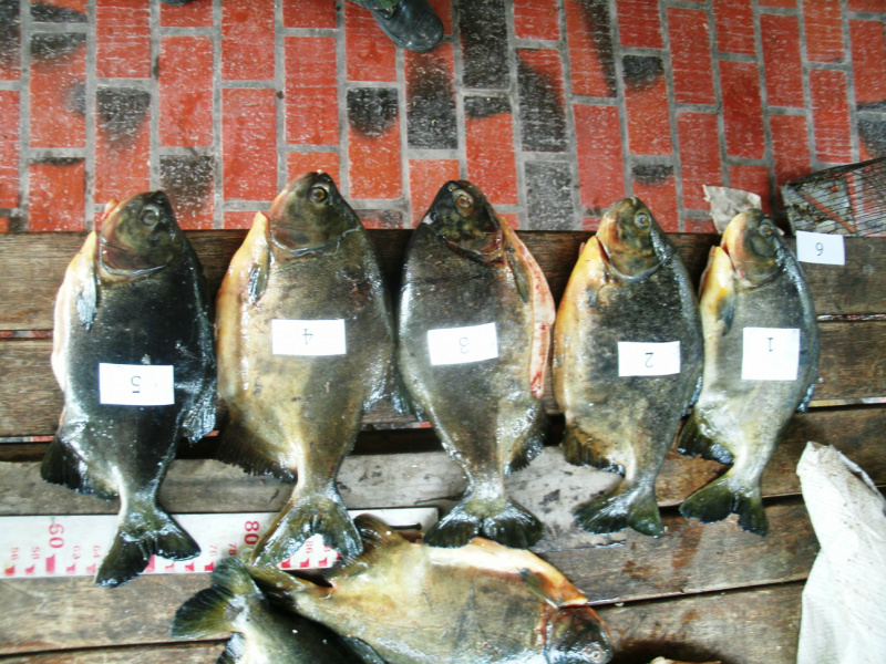 Peixes foram apreendidos em Corumbá, Miranda, Novo Mundo e Porto Murinho (Foto: Assessoria)