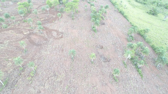Polícia Ambiental autua pecuarista em R$ 9 mil por desmatamento ilegal de vegetação nativa de cerrado Área devastada pelo pecuarista. Foto: Divulgação PMA