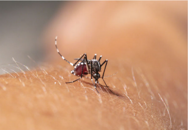 O mosquito Aedes Aegypti, que transmite a Chikungunya e a Dengue, sugando e contaminando uma vítima (Foto: Google)