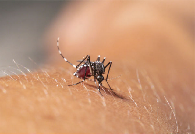 ABHH orienta população sobre riscos de transfusão de sangue contaminado com o vírus Chikungunya O mosquito Aedes Aegypti, que transmite a Chikungunya e a Dengue, sugando e contaminando uma vítima (Foto: Google)