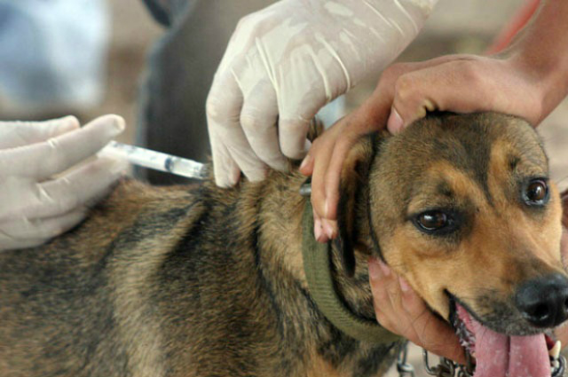 Neste ano, apenas dois casos da doença foram registrados em humanos (Foto: Assessoria/ Arquivo/ Perfil News)