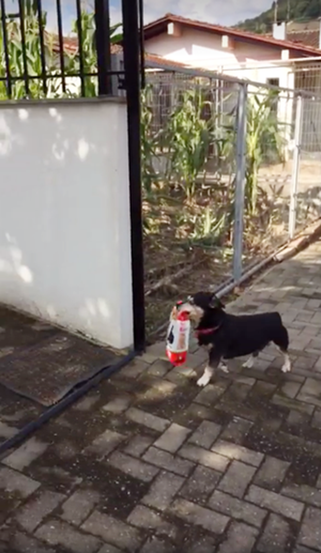 Cachorro Pituco carregando sua própria comida para casa (Foto: Correio Braziliense)