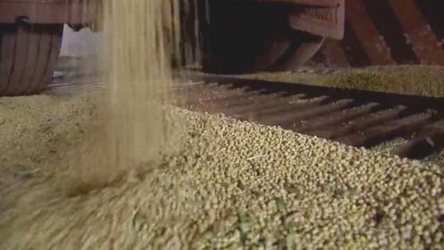 Soja se mantém como principal produto exportado por Mato Grosso do Sul — Foto: Reprodução/TV Morena

