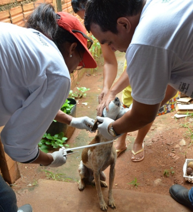 A coleira será testada entre os cães, para o combate da Leishmaniose. (Foto: Divulgação)