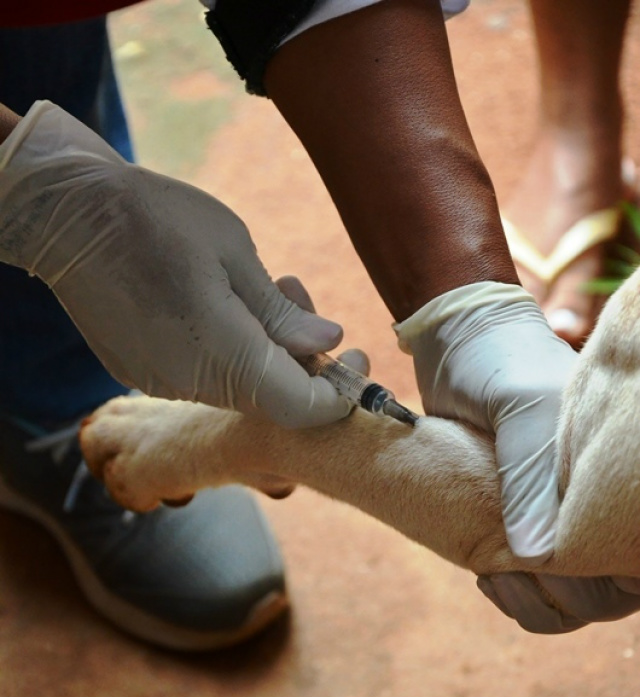 Os cães que recebem as coleiras são vacinados. (Foto: Divulgação)