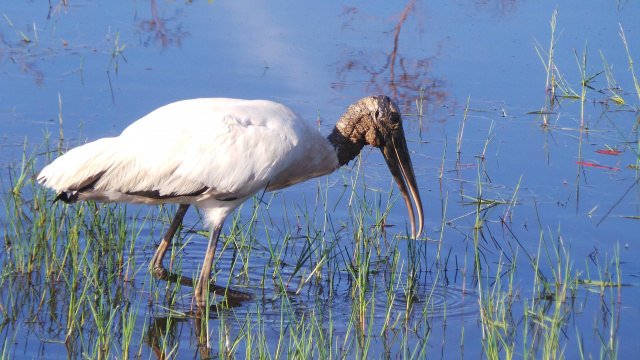Lagoa Maior, beleza natural de uma paisagem que se renova todos os dias, em Três Lagoas Aves da fauna pantaneira procuram alimentos nas margens da Lagoa Maior (Foto: Ricardo Ojeda)