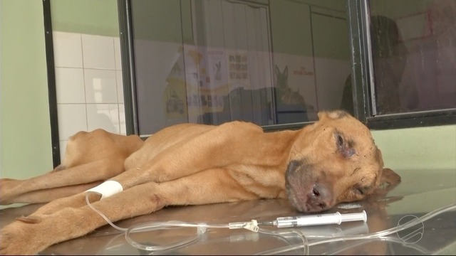 Cachorro tem traumatismo craniano após ser agredido com enxada (Foto: G1)