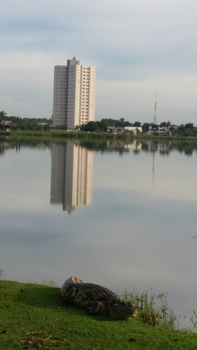 O contraste do concreto refletido nas águas da lagoa e um dos principais exemplares da fauna pantaneira, o Jacaré que convive harmoniosamente no cartão postal de Três Lagoas (Foto: Ricardo Ojeda)   