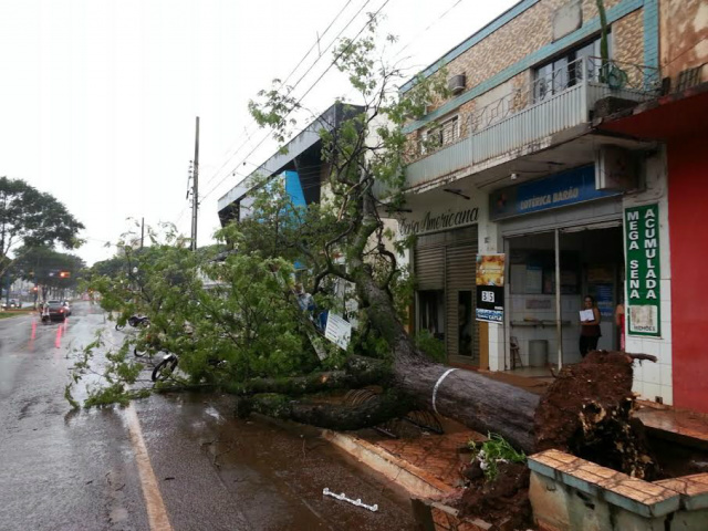 Várias árvores, como a da foto, foram arrancadas pelos fortes ventos (Foto: Dourados Agora)
