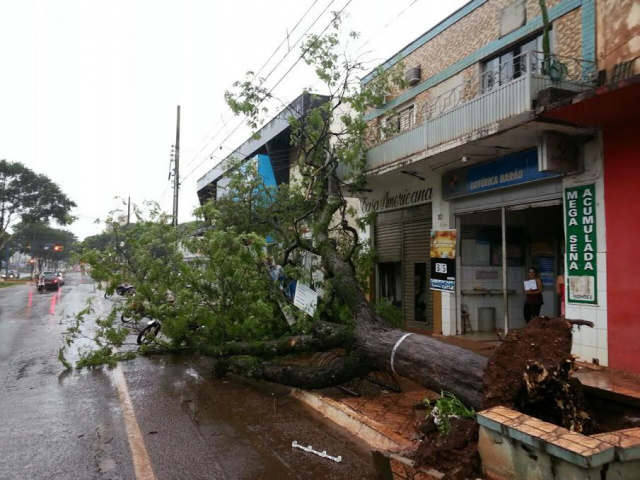 Com ventos de 45 km/h, temporal derruba árvores e alaga bairros Várias árvores, como a da foto, foram arrancadas pelos fortes ventos (Foto: Dourados Agora)