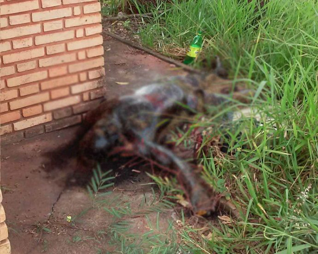 O corpo foi encontrado na calçada de uma igrejinha na Casa Verde. (Foto : Jornal da Nova)