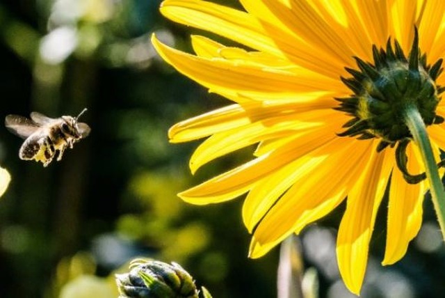 O soro antiapílico vem sendo testado em pacientes que tiveram múltiplas picadas de abelhaFoto: Agência Télam