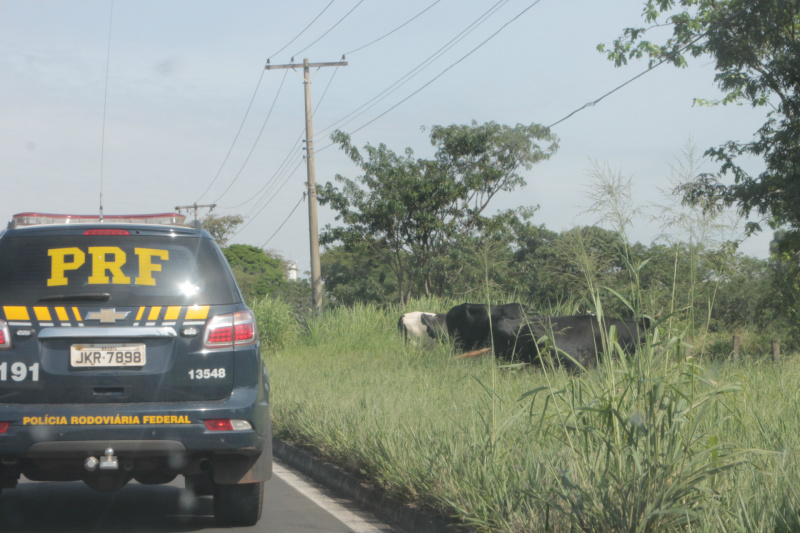 As vacas pastavam tranquilamente à beira da rodovia, quando foram flagradas pela PRF (Foto: Ricardo Ojeda)