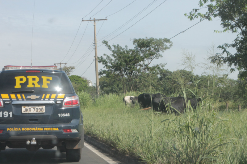 Dona de vacas que passeavam pela BR-262 é autuada por omissão de cautela As vacas pastavam tranquilamente à beira da rodovia, quando foram flagradas pela PRF (Foto: Ricardo Ojeda)