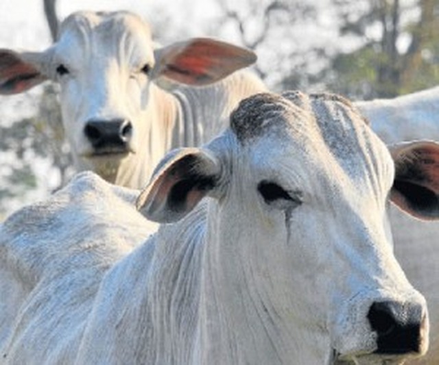 Estado deve ter 7ª maior renda agropecuária do País, de R$ 28,2 bi (Foto: Correio do Estado)