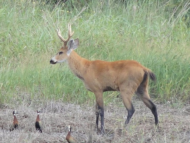 Animais da fauna regional são avistados nas florestas da Fibria em Mato Grosso do Sul Cervo-do-pantanal uma espécie selvagem que pode ser encontrada na unidade da Fibria (Foto/Assessoria)