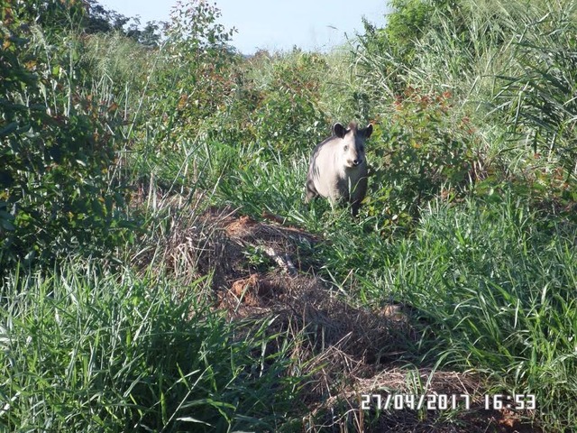 Animais da fauna regional são avistados nas florestas da Fibria em Mato Grosso do Sul A foto do filhote de Anta foi registra por um dos funcionários da Fibria (Foto/Assessoria)