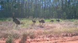 Animais da fauna regional são avistados nas florestas da Fibria em Mato Grosso do Sul Animais da fauna regional são avistados nas florestas da Fibria em Mato Grosso do Sul