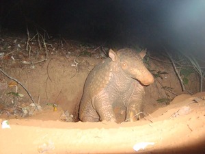 Animais da fauna regional são avistados nas florestas da Fibria em Mato Grosso do Sul Animais da fauna regional são avistados nas florestas da Fibria em Mato Grosso do Sul