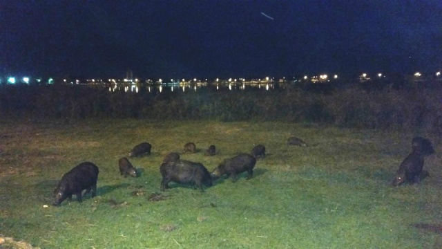 Bando de capivaras, pastando às margens da Lagoa Maior, na área urbana de Três Lagoas (Foto: Ricardo Ojeda/Arquivo Perfil News)