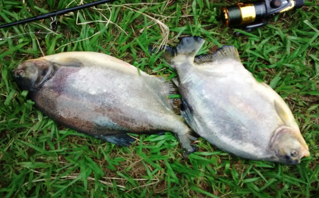 Os dois pacus, aprendidos com a dupla de pescadores flagrados pela PMA (Foto: Divulgação/PMA)