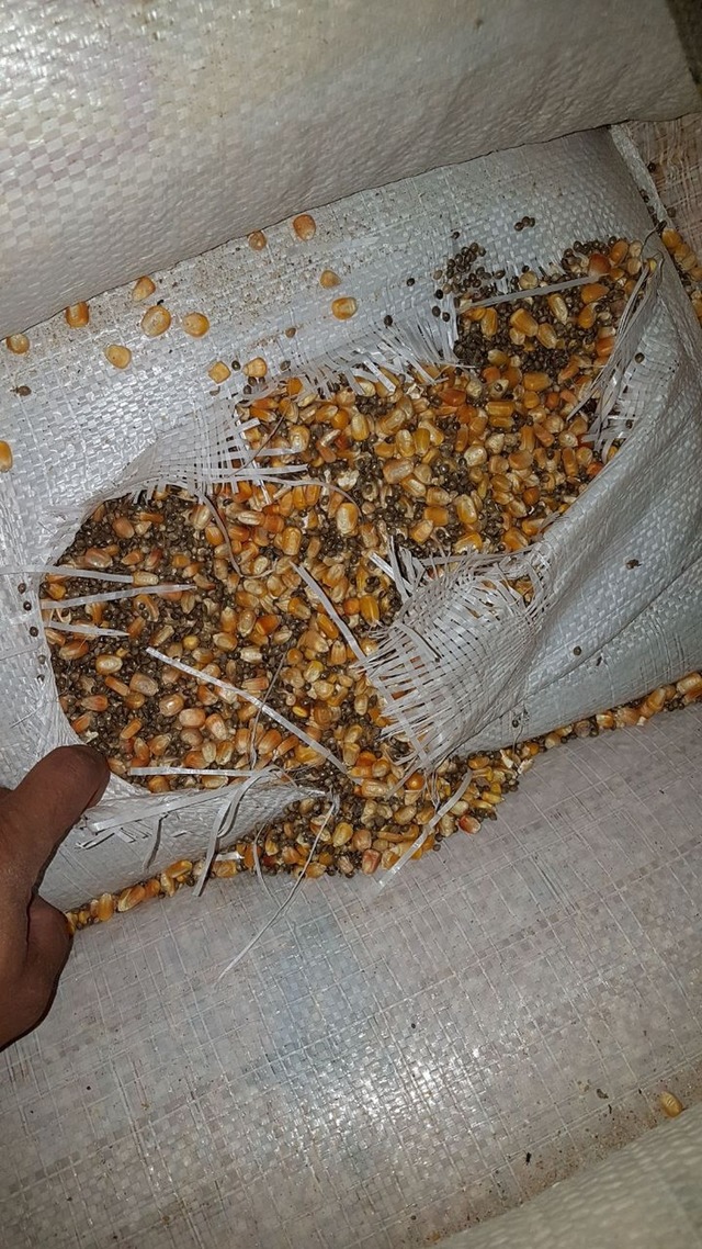 Homem é preso com sementes de maconha em meio a 13 toneladas de milho (Foto: G1)