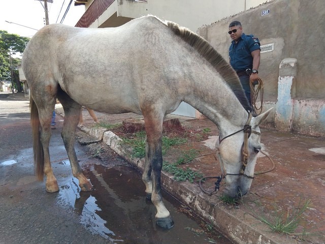 Animal teria sido furtado e foi encaminhado ao CCZ (Foto: Ariovaldo Dantas/TV Morena)