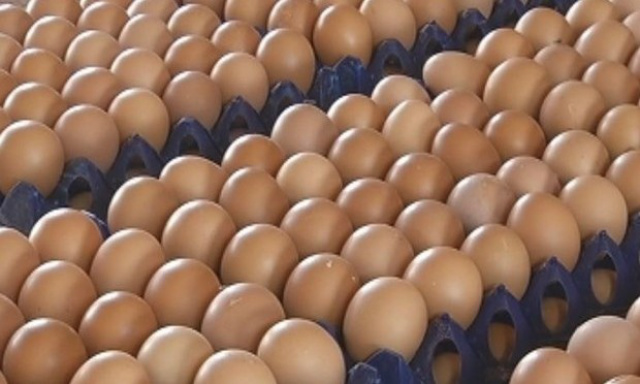 Mercado de ovos está firme neste final de ano