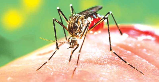 Prefeitura de Pereira Barreto investiga suposto caso de morte por Dengue no município