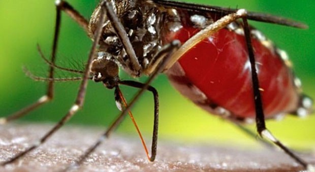 Unidades de Saúde de Três Lagoas voltam a atender suspeitas de dengue em horário especial no sábado e domingo Unidades de Saúde de Três Lagoas voltam a atender suspeitas de dengue em horário especial no sábado e domingo