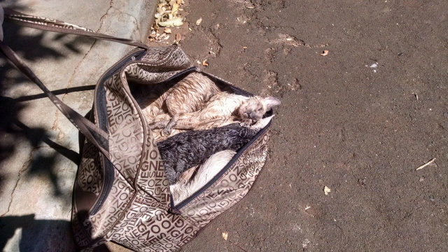 Em plena Sexta-feira Santa jovem mata gato a pontapé Em Santa Fé, nove gatos (oito machos e uma fêmea) foram colocados dentro de uma bolsa e abandonados na frente da casa de uma ativistas. Apenas dois sobreviveram (Foto: Facebook)