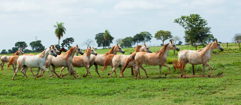 5 esportes com cavalo - Revista Globo Rural