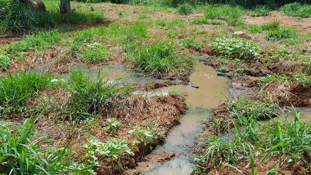 Vazamento de esgoto causa transtornos aos moradores do Jardim Brasília Após a limpeza do PV, o esgoto ainda continua vazando. (Foto: Paulo Rezende)