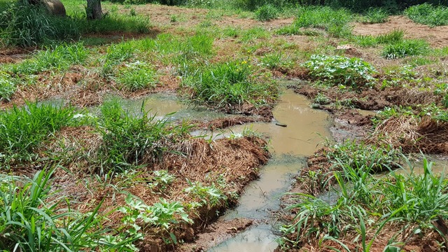 Após a limpeza do PV, o esgoto ainda continua vazando. (Foto: Paulo  Rezende)