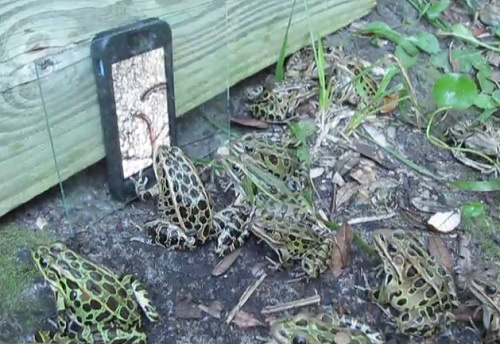 Sapos se reúnem para ver vídeo sobre minhocas Diante do vídeo, mais e mais sapos se aproximavam para ver a imagem (Foto: Reprodução/Youtube)