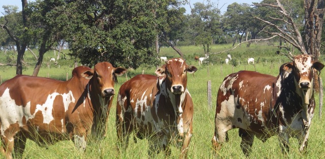Leilão “Nelore Pintado P.O” acontece no domingo durante a Expobel Por onde passa, os animais atraem a curiosidade das pessoas, pela suas belezas de pelagem (Foto: Divulgação)