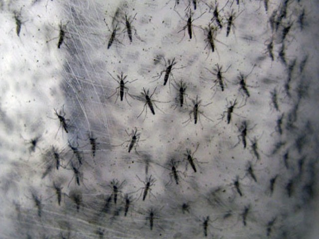 Juiz libera venda de Aedes aegypti transgênico para combate a epidemias (Foto: G1)