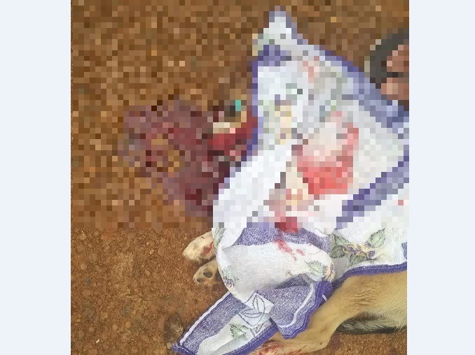 Motorista atropela e mata cãozinho de propósito no Santa Terezinha Foto: Reprodução Facebook.
