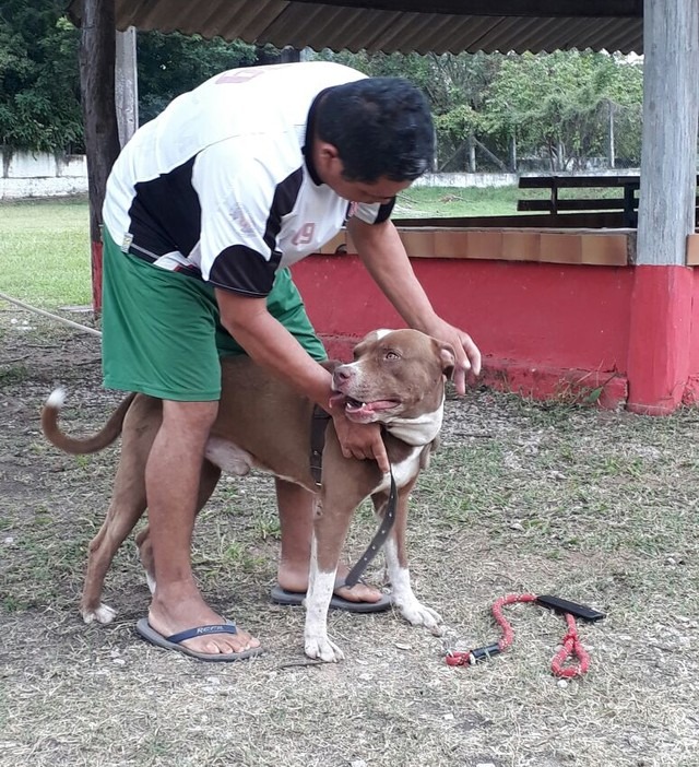 Pit bull é retirado da rua após escapar de residência em MS (Foto: Corpo de Bombeiros/Divulgação)