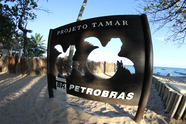Mais de 15 milhões de pessoas já visitaram o Tamar, que hoje está presente em 25 comunidades costeiras no país. (Foto: Divulgação)