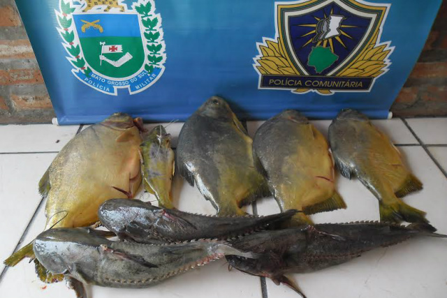 Os peixes das espécies piranha e cascudo, apreendidos com o fugitivo que foi capturado (Foto: Divulgação)