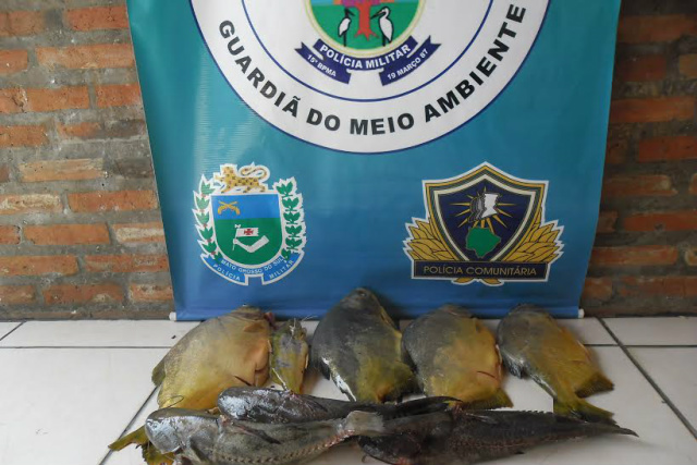 O pescado apreendido será doado a instituições filantrópicas (Foto: Divulgação)